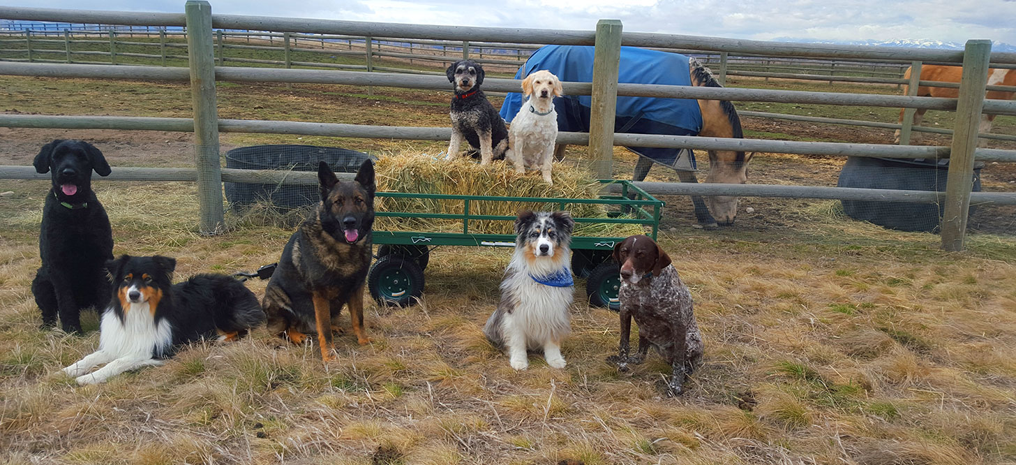 Dogs on a Ranch