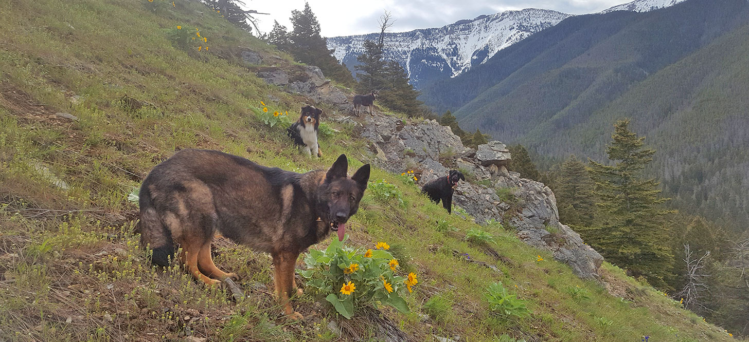 Dogs are Great Bozeman