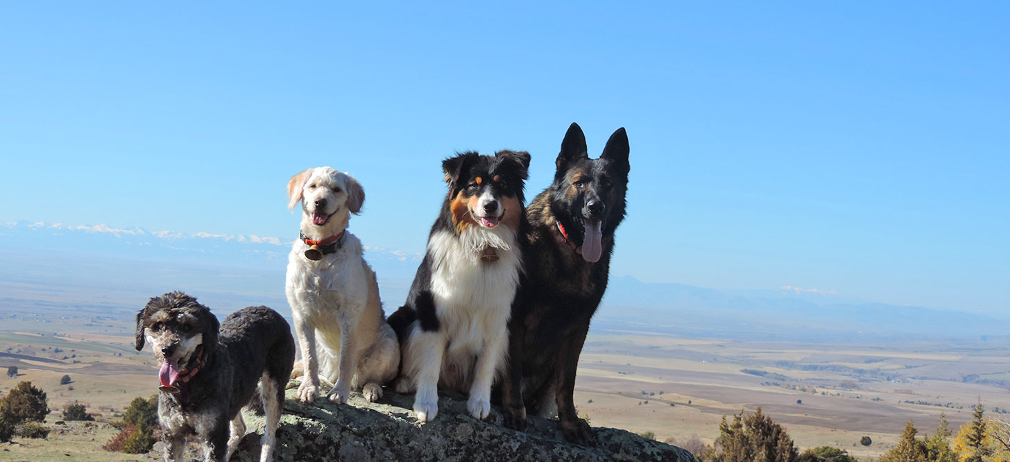 Dogs are Great Bozeman