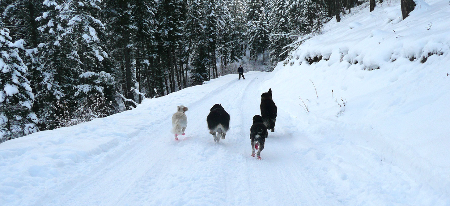 Dogs are Great Bozeman