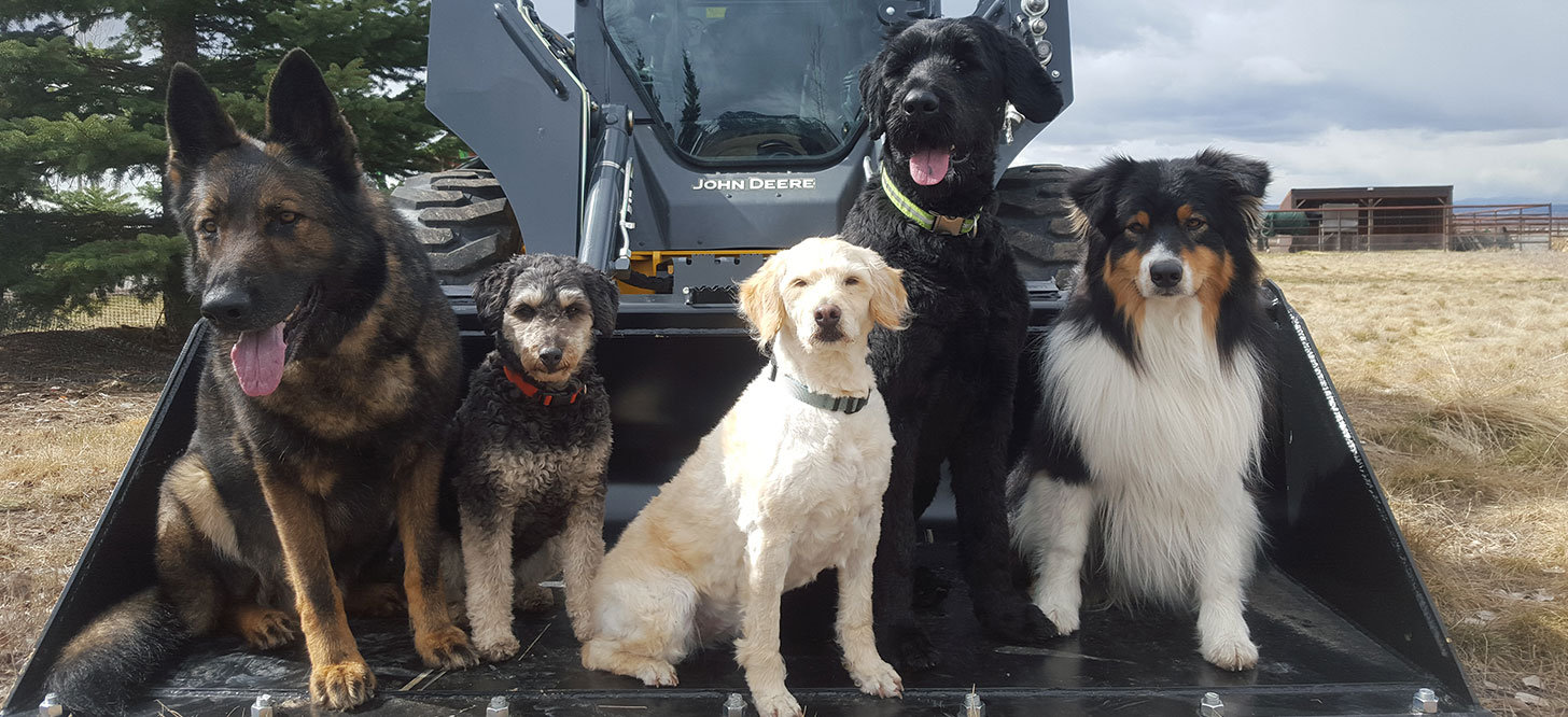 Dogs on a John Deere