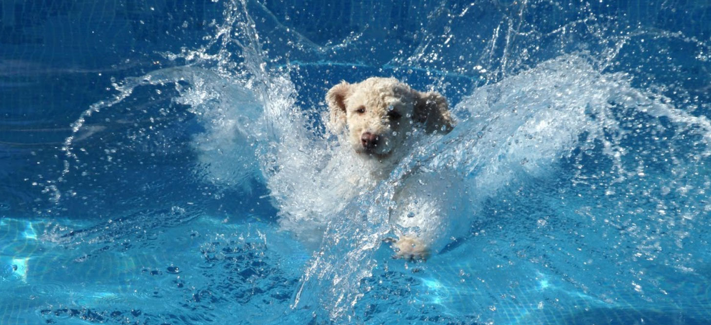 Dogs are Great Montana pool