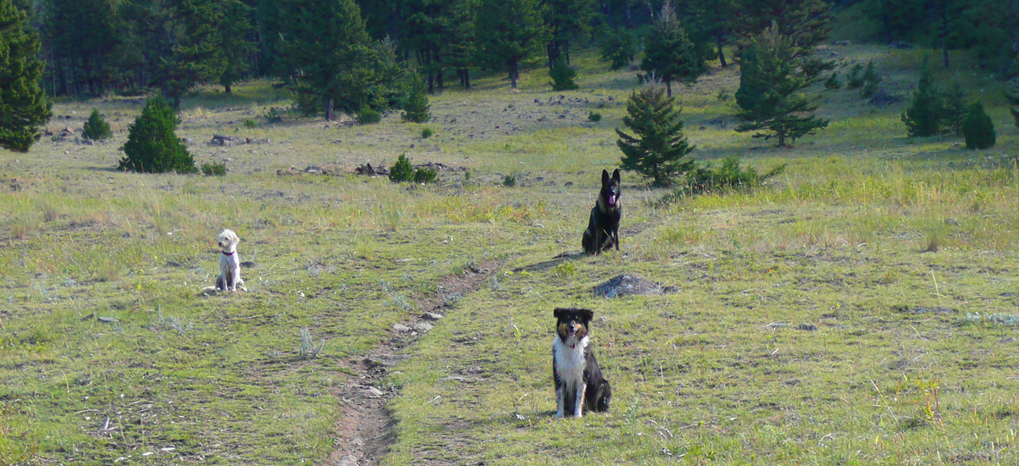 Dogs are Great Montana